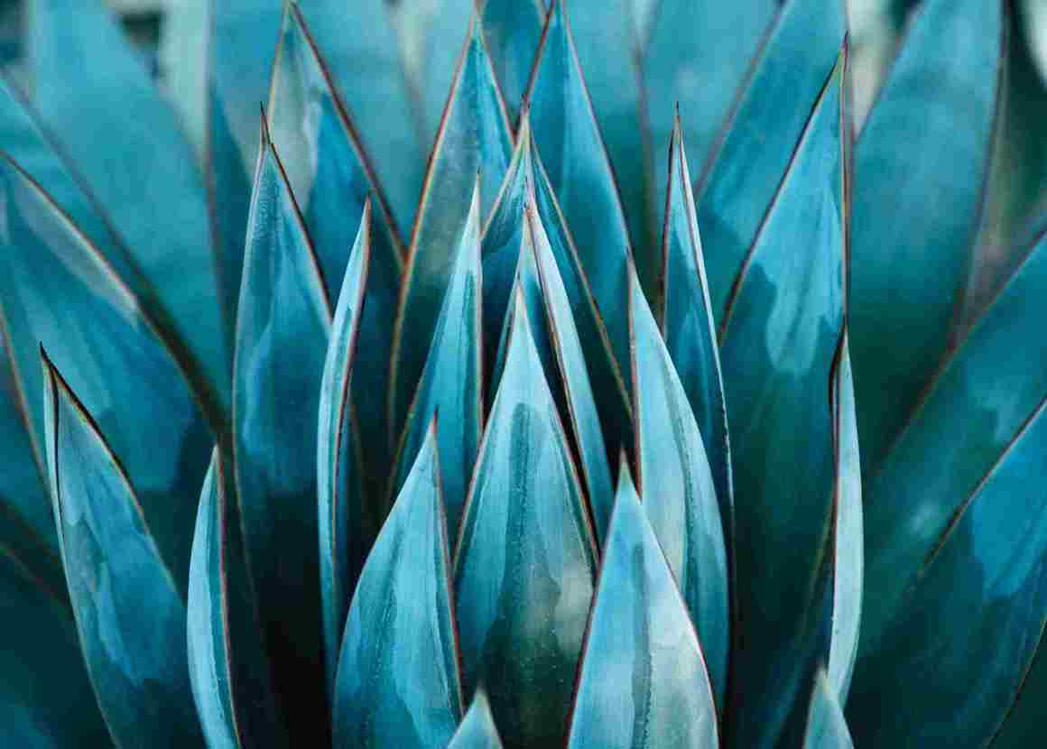 A tequila plant with blue symmetrical leaves.